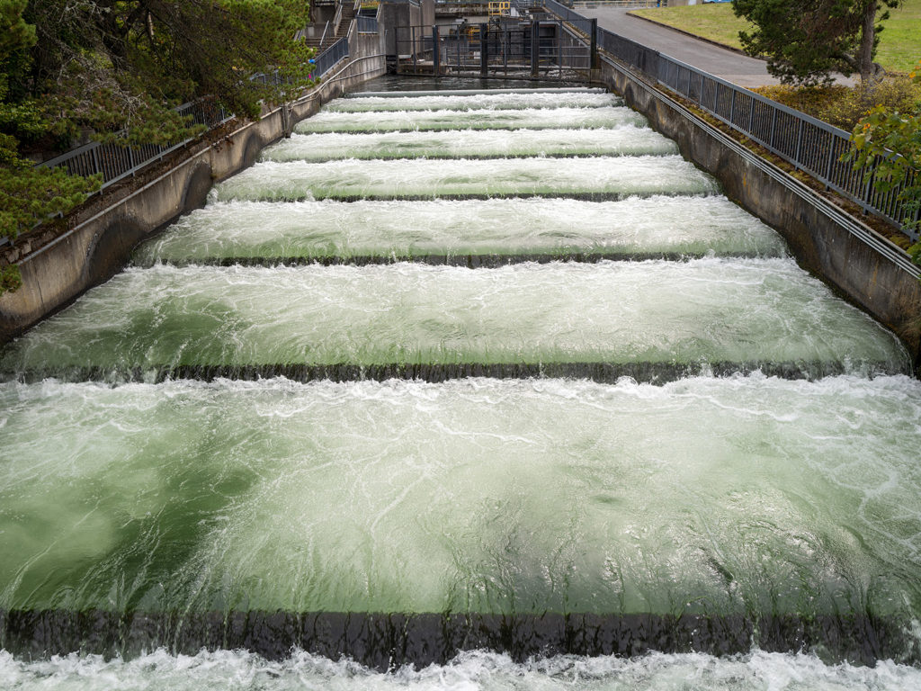 Benefits of Fish Passage: Improving Ecosystem Resilience and Human Safety