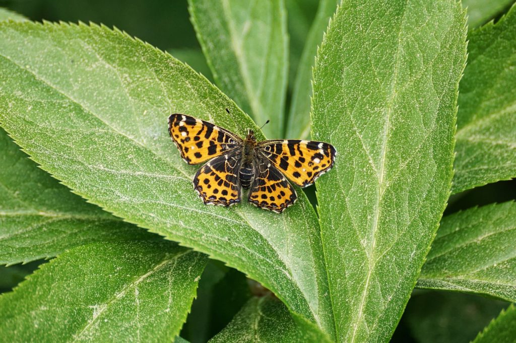 The Role Of Native Plants In Stormwater Management: A Guide For Homeowners