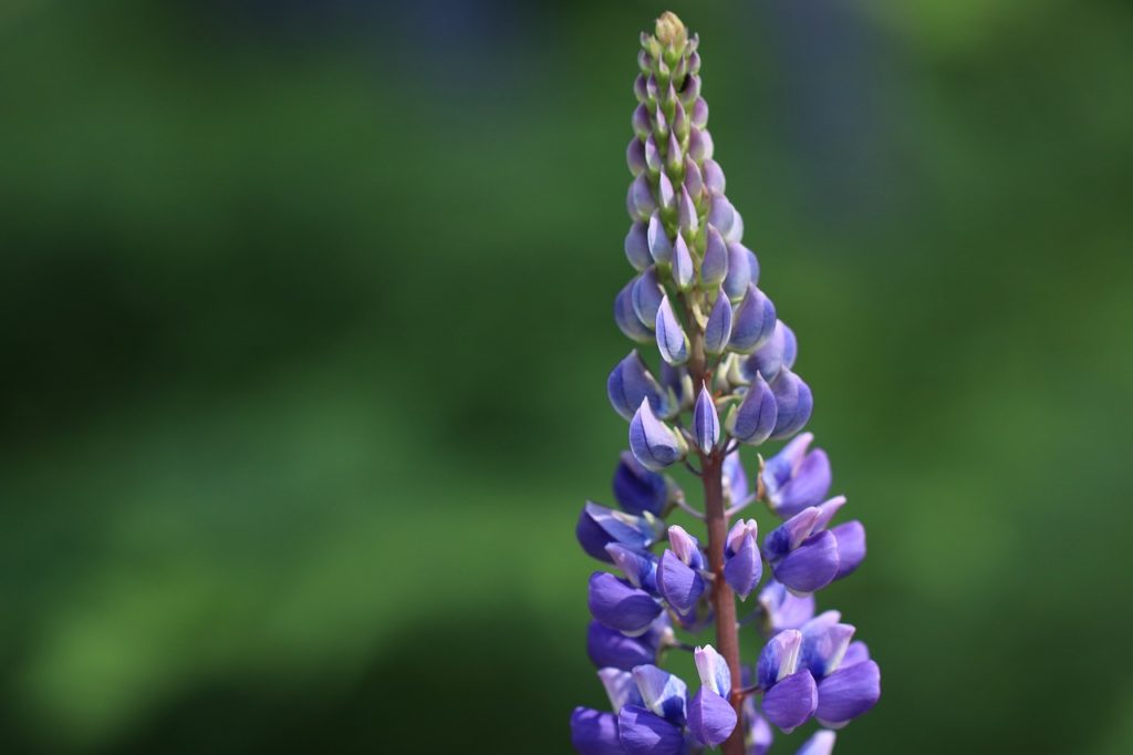 The Role Of Native Plants In Stormwater Management: A Guide For Homeowners