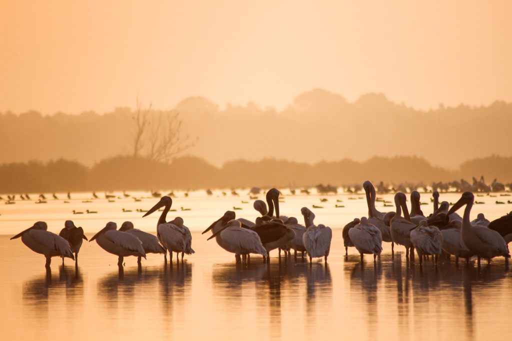 The Role Of Wetlands In Stormwater Management: Nature’s Own Filtration System