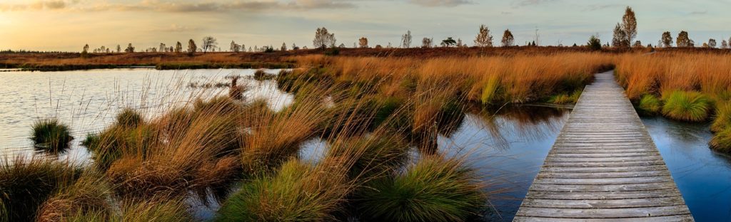 The Role Of Wetlands In Stormwater Management: Nature’s Own Filtration System