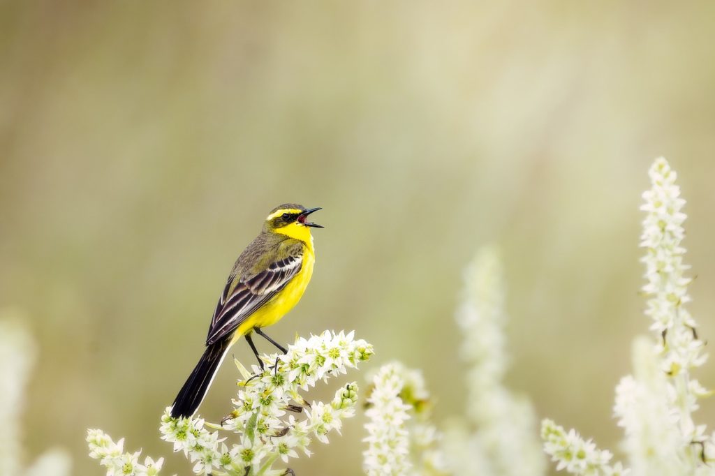 The Role Of Wetlands In Stormwater Management: Nature’s Own Filtration System